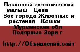 Ласковый экзотический малыш › Цена ­ 25 000 - Все города Животные и растения » Кошки   . Мурманская обл.,Полярные Зори г.